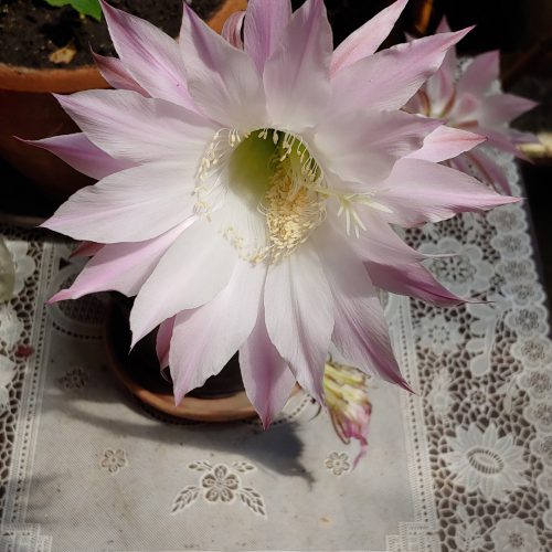 Floare de cactus…